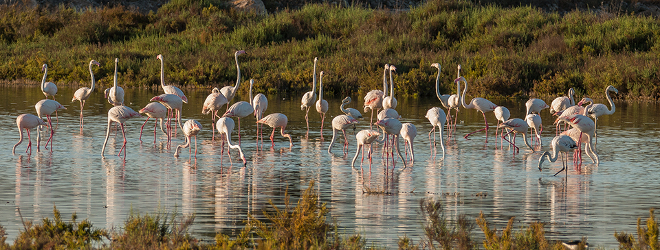 Parque natural de Las Salinas de Santa Pola